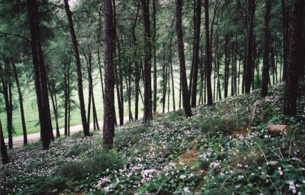 השרף מופרש בעיקר מעצים. יער אורנים. צילום: ארכיון הצילומים של קקל
